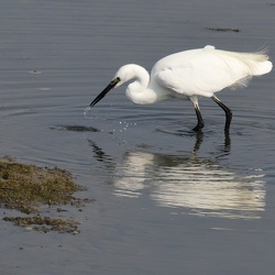 Echassiers et Limicoles